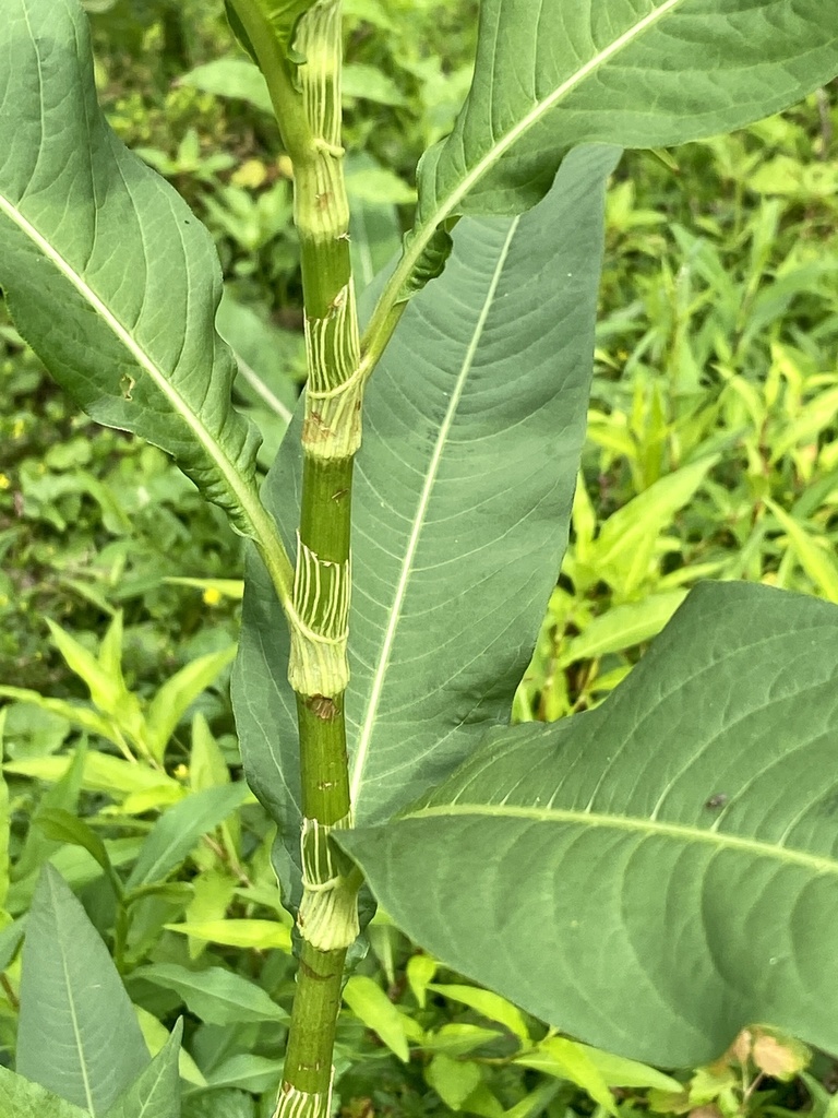 Persicaria lapathifolia (Willow weed), native California herb