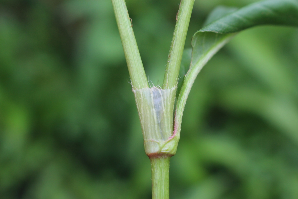 Persicaria maculosa (Lady's thumb), non-native California herb