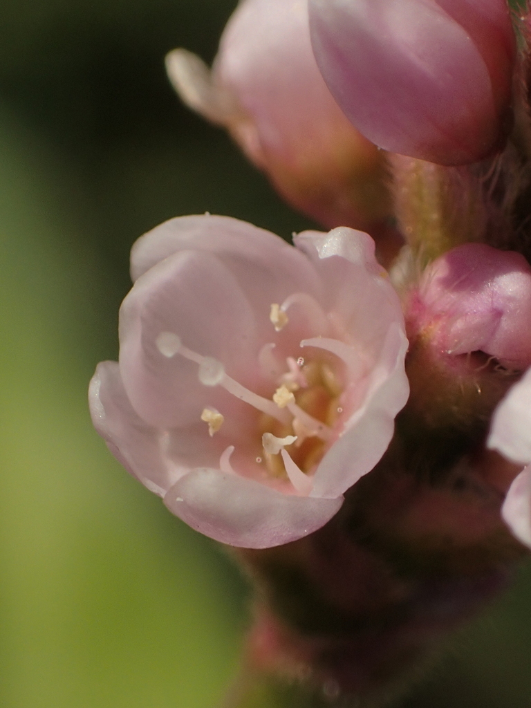 Persicaria orientalis (Kiss-me-over-the-garden-gate), non-native California herb