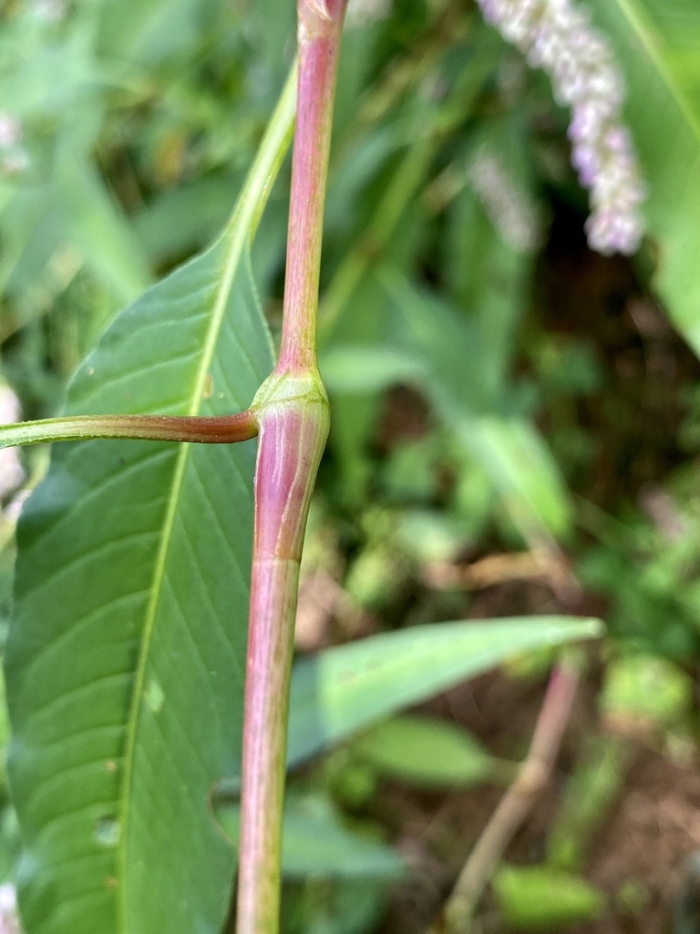 Persicaria pensylvanica (Pinkweed), non-native California herb