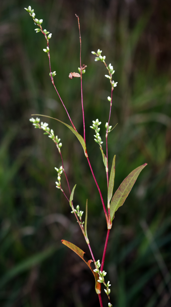 Persicaria punctata (Dotted smartweed), native California perennial