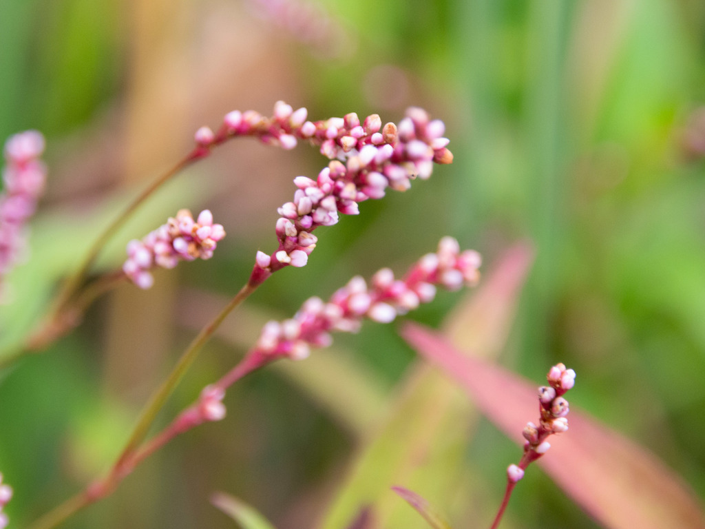 Persicaria sp. (Smartweed), non-native California perennial
