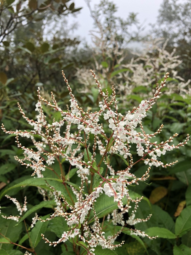Persicaria wallichii (Himalayan knotweed), non-native California herb