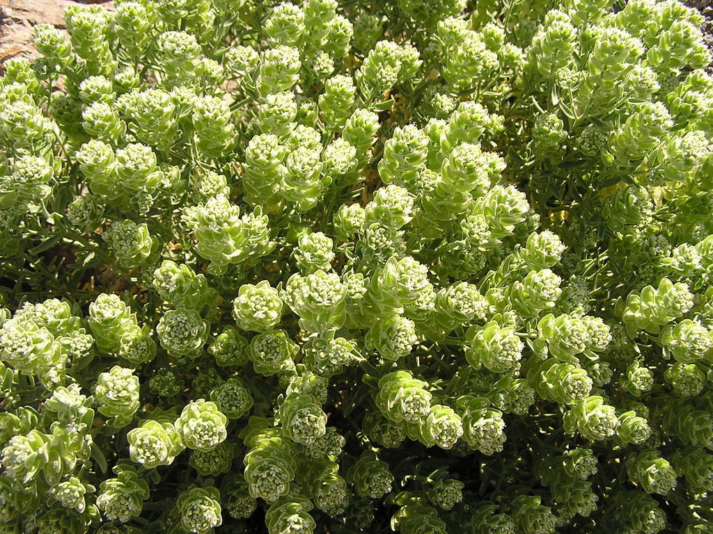 Petalonyx linearis (Long leaved sandpaper plant), native California shrub