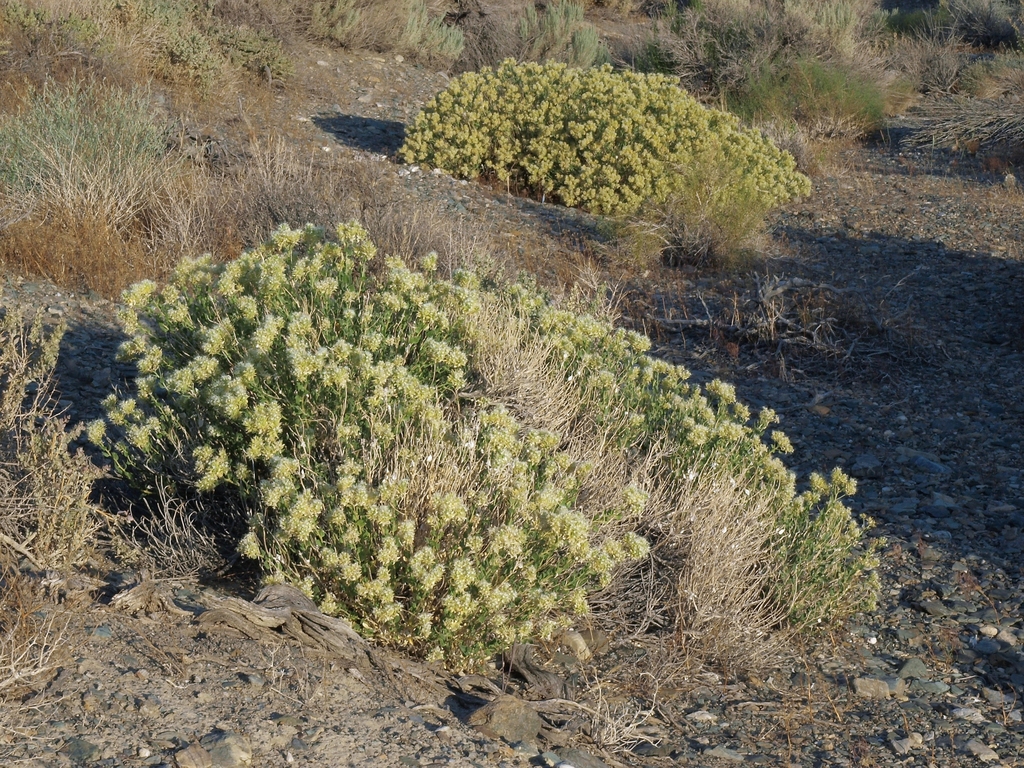 Petalonyx nitidus (Shiny leaf sandpaper plant), native California shrub