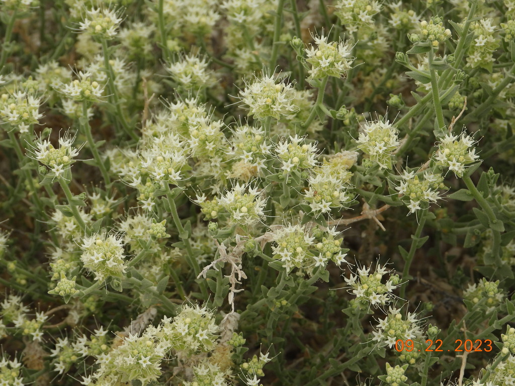 Petalonyx thurberi (Sandpaper plant), native California shrub