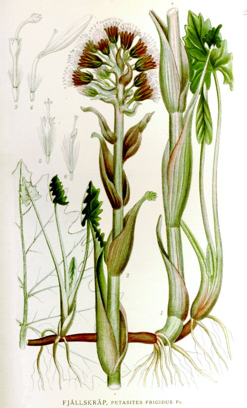 Petasites frigidus var. palmatus (Western sweet coltsfoot), native California herb