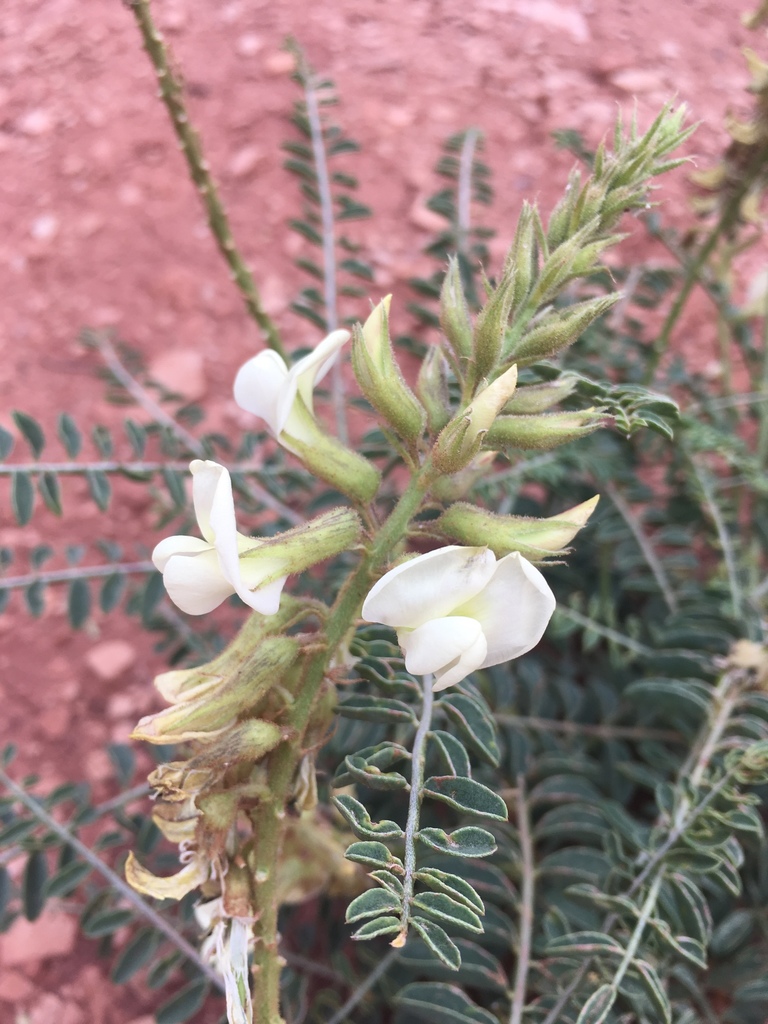 Peteria sp., native California perennial