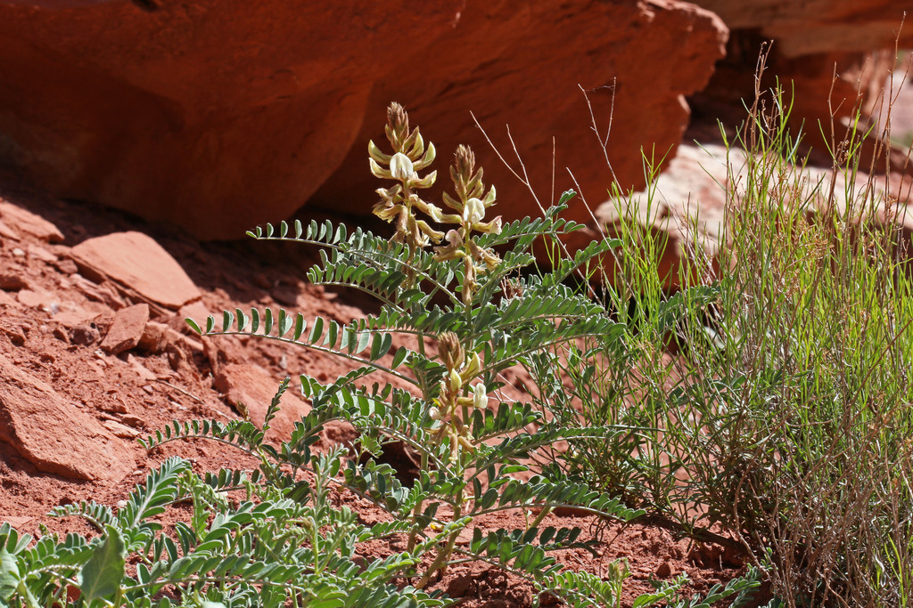 Peteria thompsoniae (Spine-noded milkvetch), native California herb