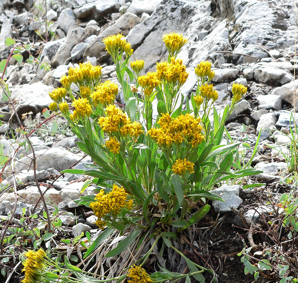 Petradoria pumila ssp. pumila (Rock Goldenrod), California subshrub