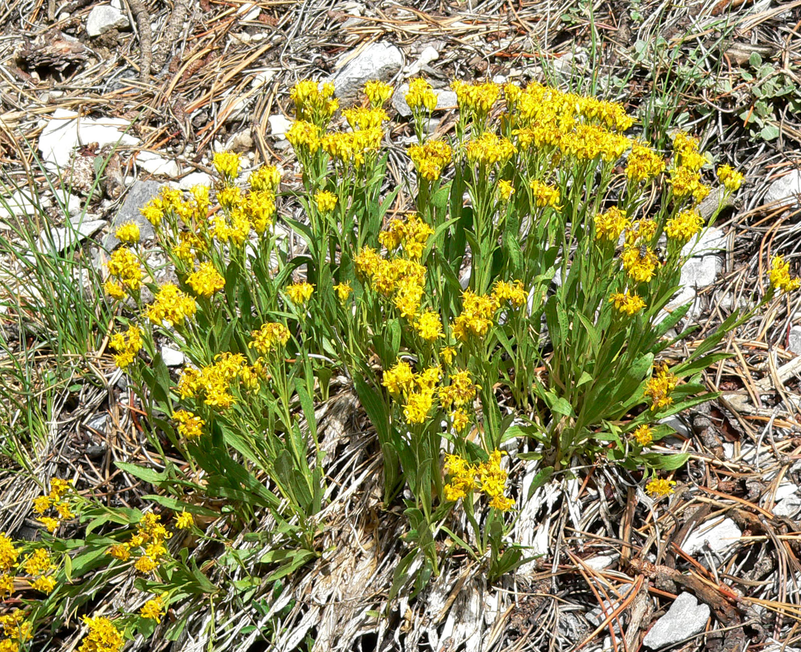 Petradoria pumila var. pumila (Rock-goldenrod), native California perennial