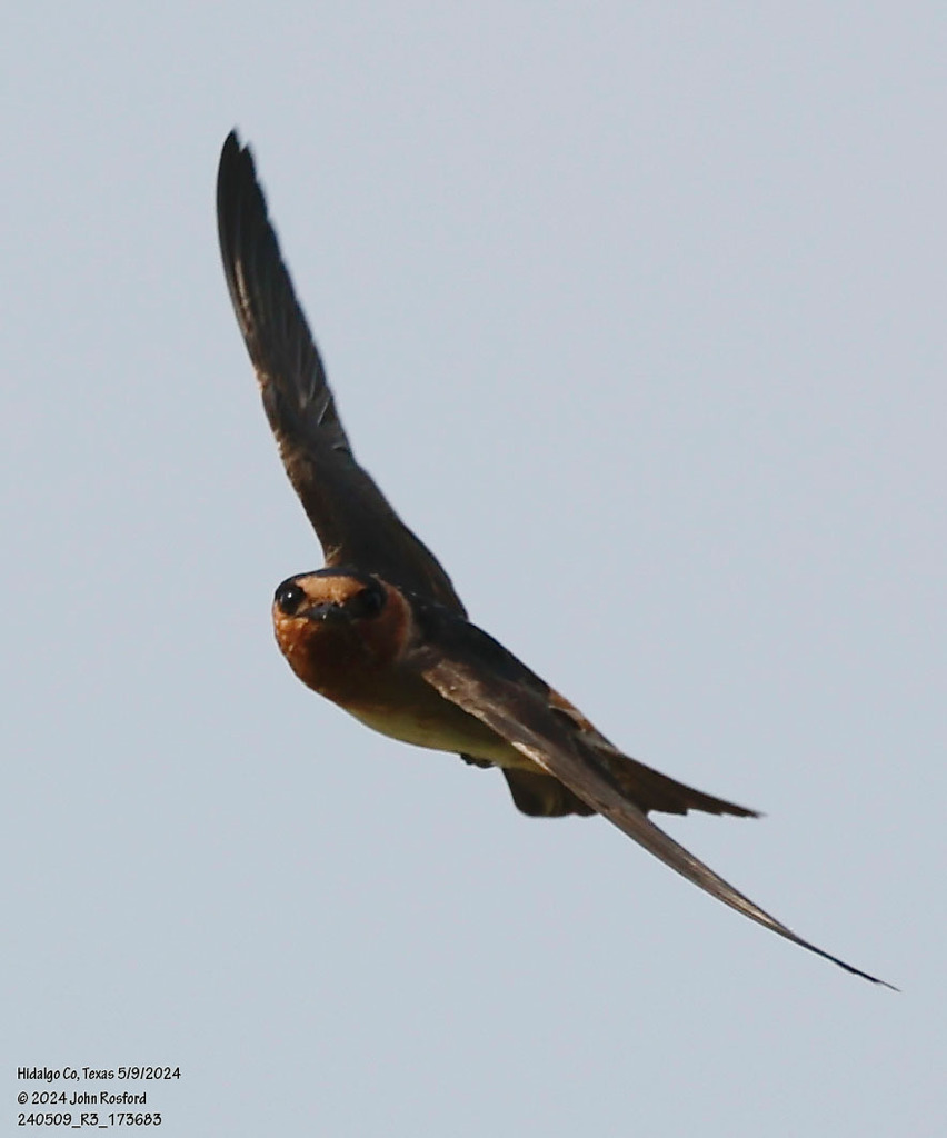 Petrochelidon fulva (Cave Swallow), California species