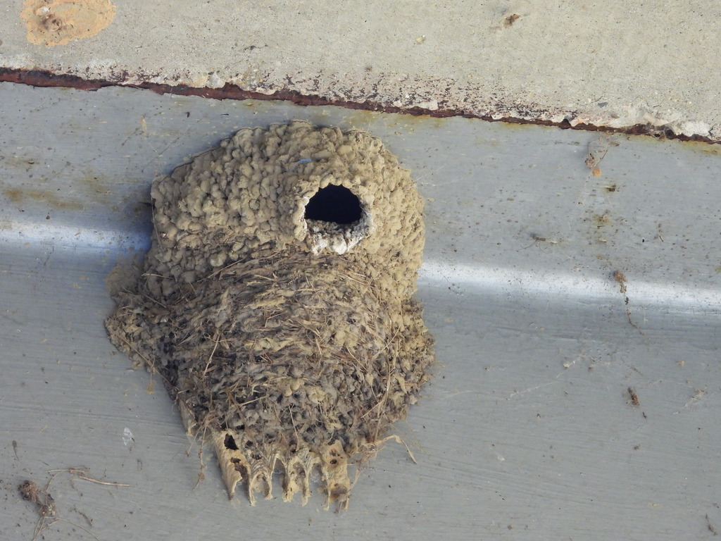 Petrochelidon pyrrhonota (Cliff Swallow), California species