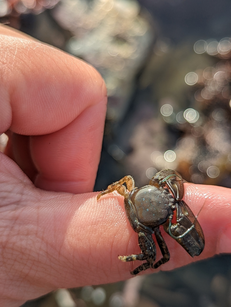 Petrolisthes manimaculis (Chocolate Porcelain Crab), California species