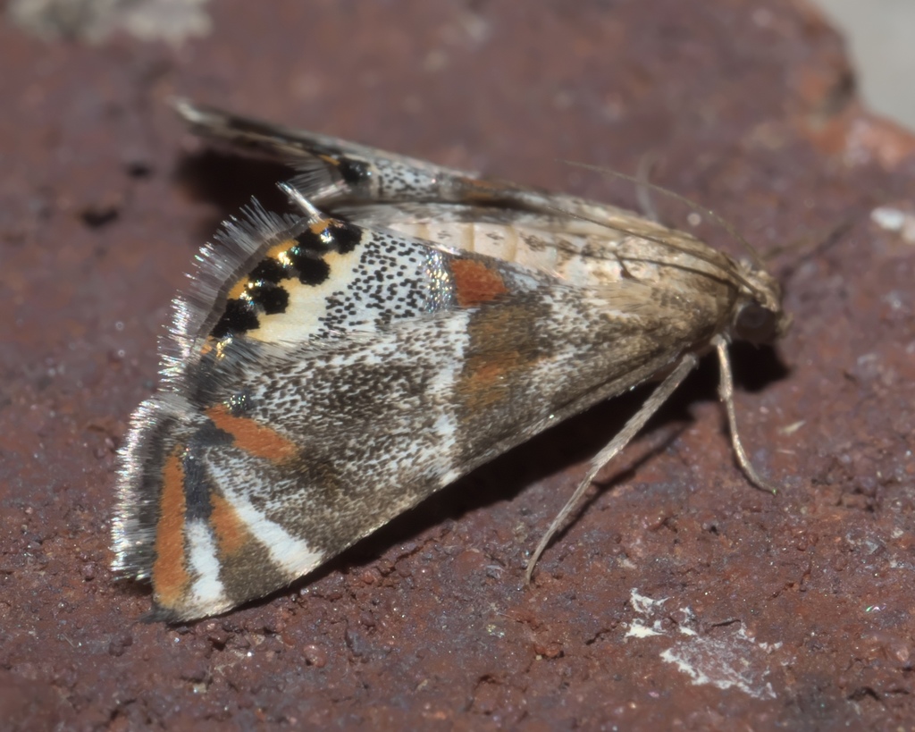 Petrophila jaliscalis, California species