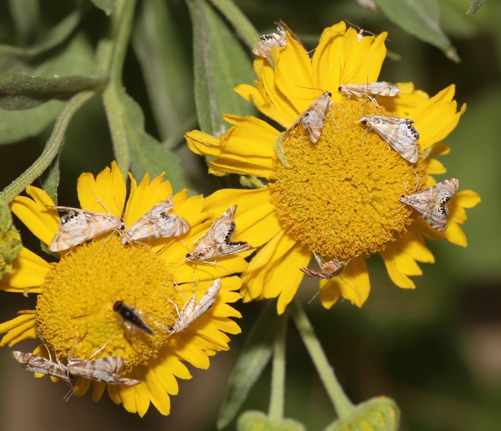 Petrophila kearfottalis, California species
