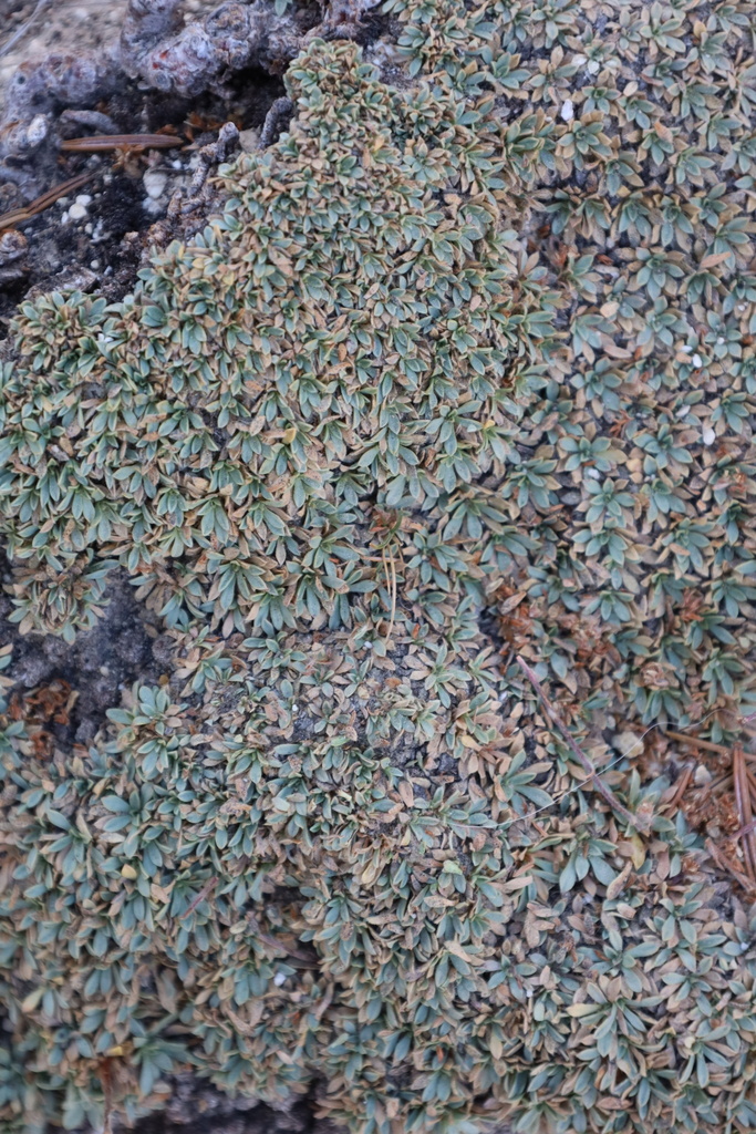 Petrophytum caespitosum — parent species of Petrophytum caespitosum subsp. acuminatum