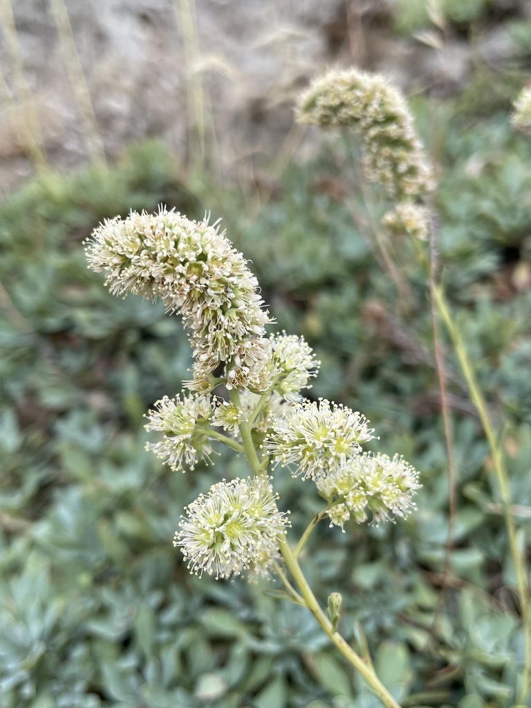 Petrophytum sp., native California shrub