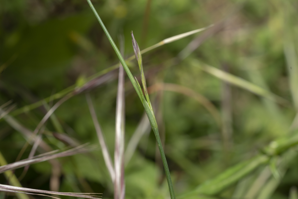 Petrorhagia dubia (Hairypink), non-native California herb