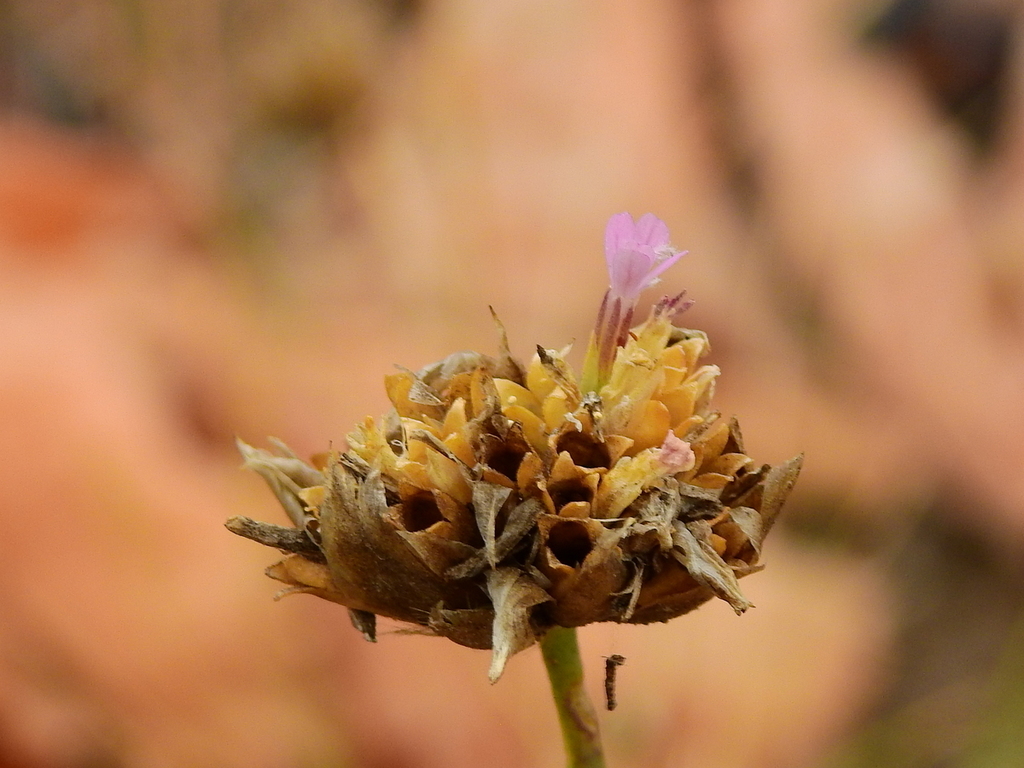 Petrorhagia nanteuilii (Proliferous pink), non-native California herb