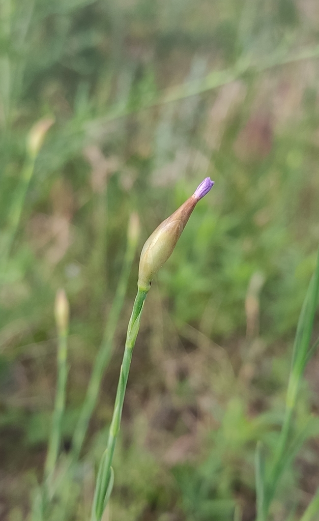 Petrorhagia prolifera (Proliferous pink), non-native California herb