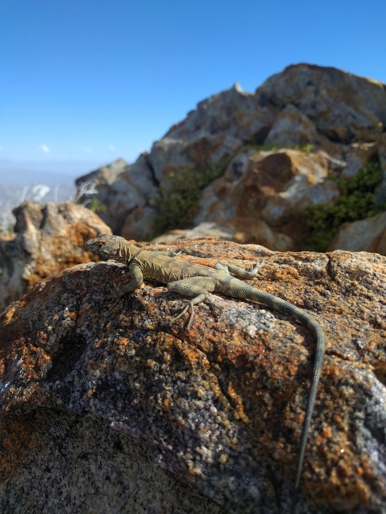 Petrosaurus mearnsi (Banded Rock Lizard), California species
