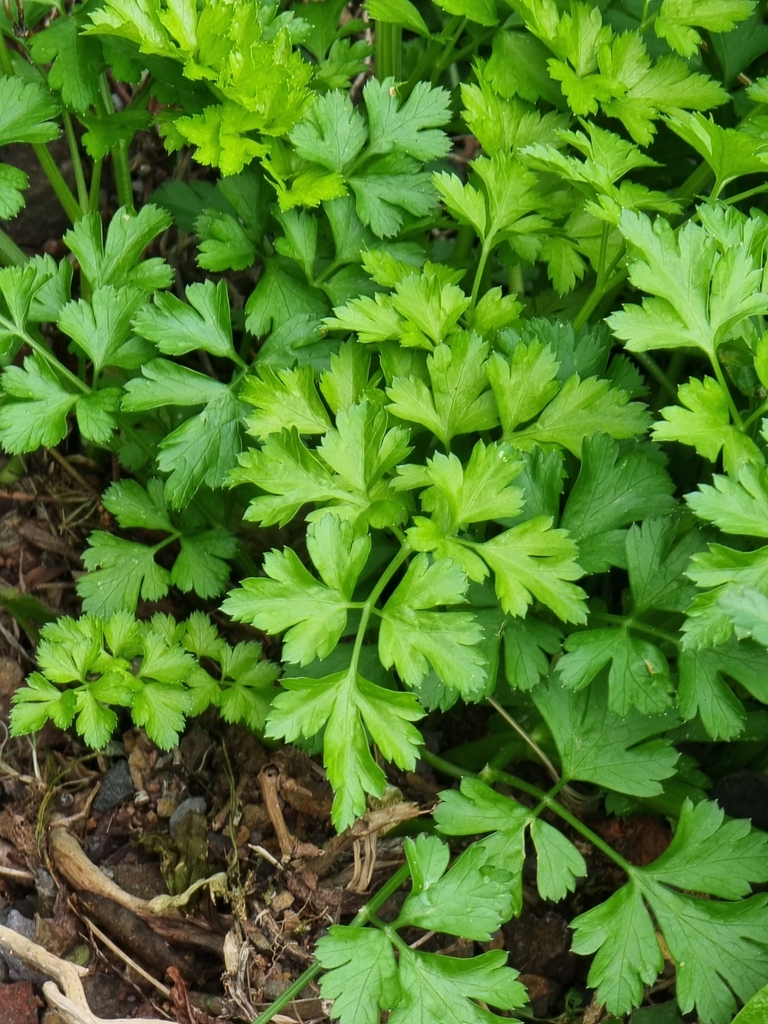 Petroselinum crispum (Parsley), non-native California herb