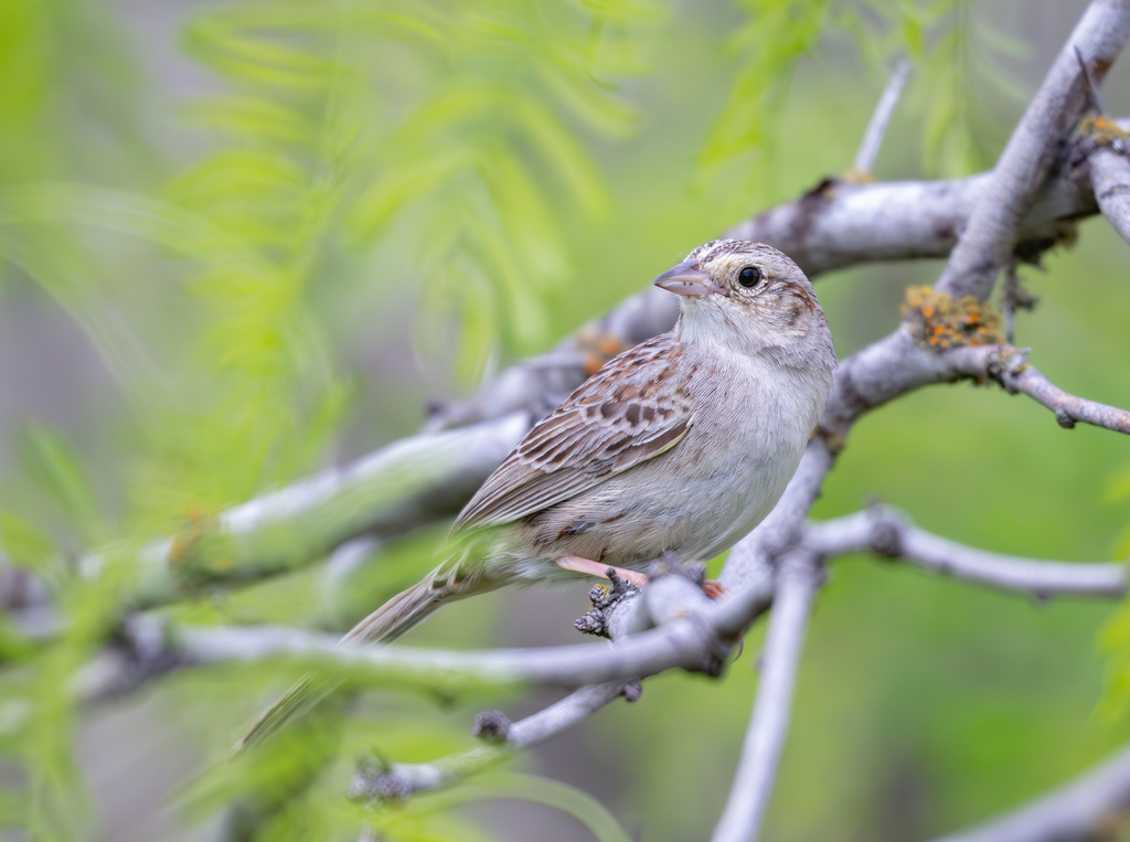 Peucaea cassinii (Cassin's Sparrow), California species