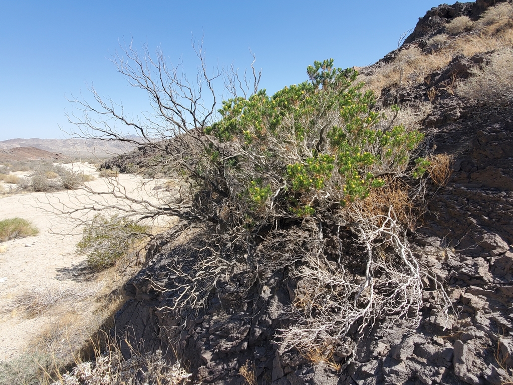 Peucephyllum schottii (Desert fir), native California shrub