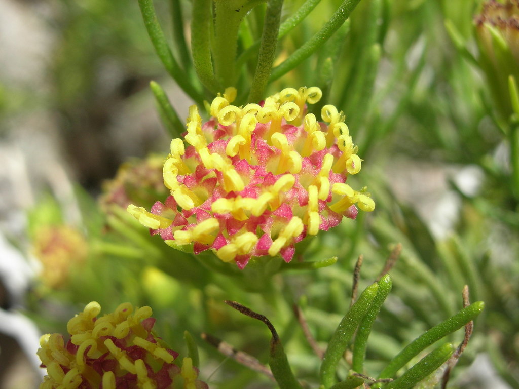 Peucephyllum sp. (Pygmy-cedar), native California annual