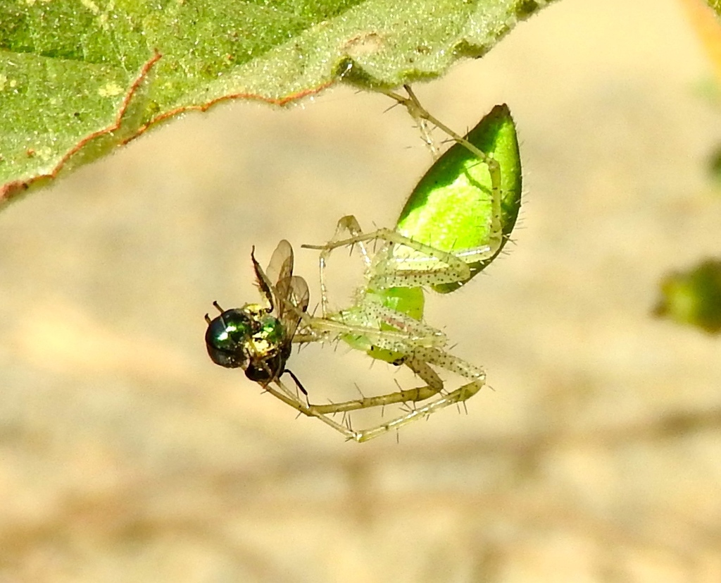 Peucetia longipalpis (Lesser Green Lynx Spider), California species