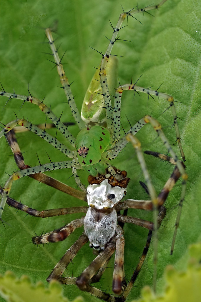 Peucetia viridans (Green Lynx Spider), California species