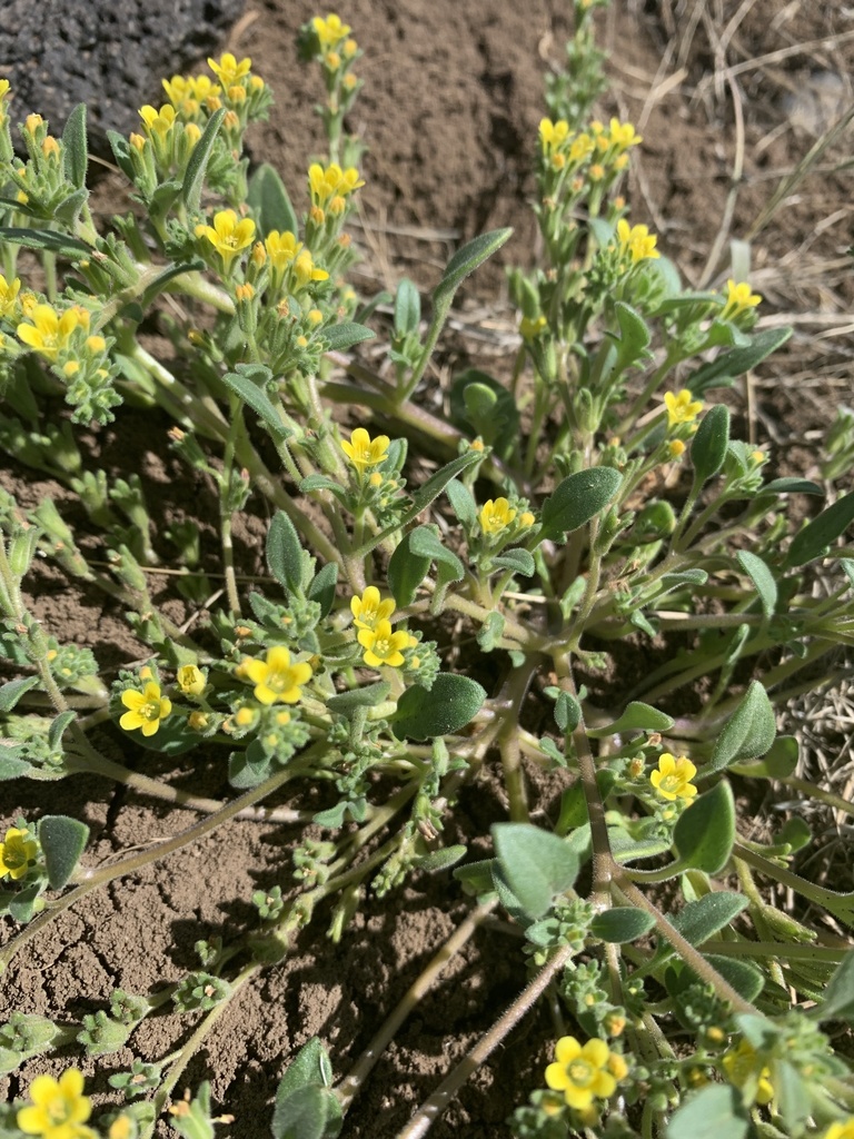 Phacelia adenophora (Glandular yellow phacelia), native California herb