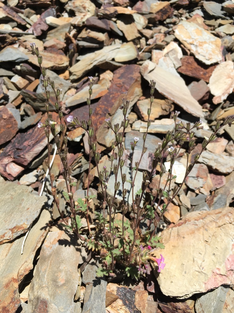 Phacelia affinis (Limestone phacelia), native California herb
