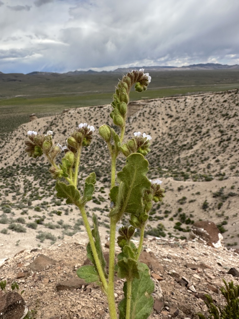 Phacelia anelsonii (Aven nelson's phacelia), native California herb