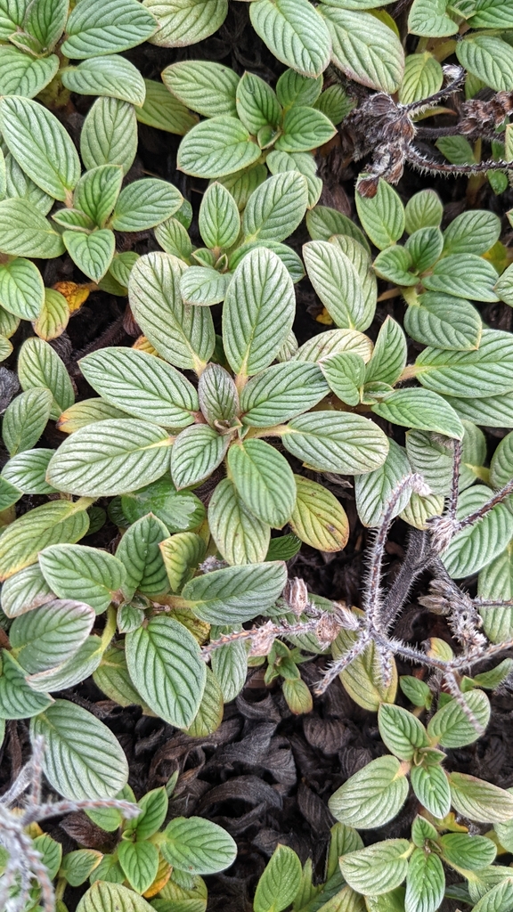 Phacelia argentea (Sand dune phacelia), native California herb