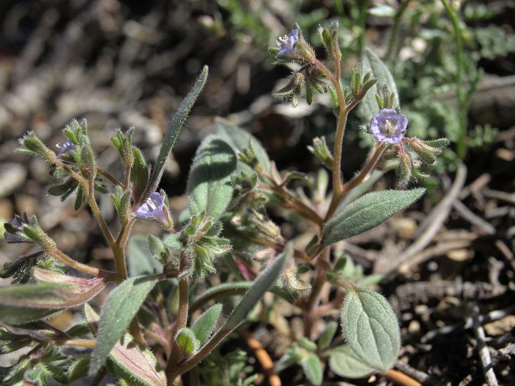 Phacelia austromontana (Southern sierra phacelia), native California herb