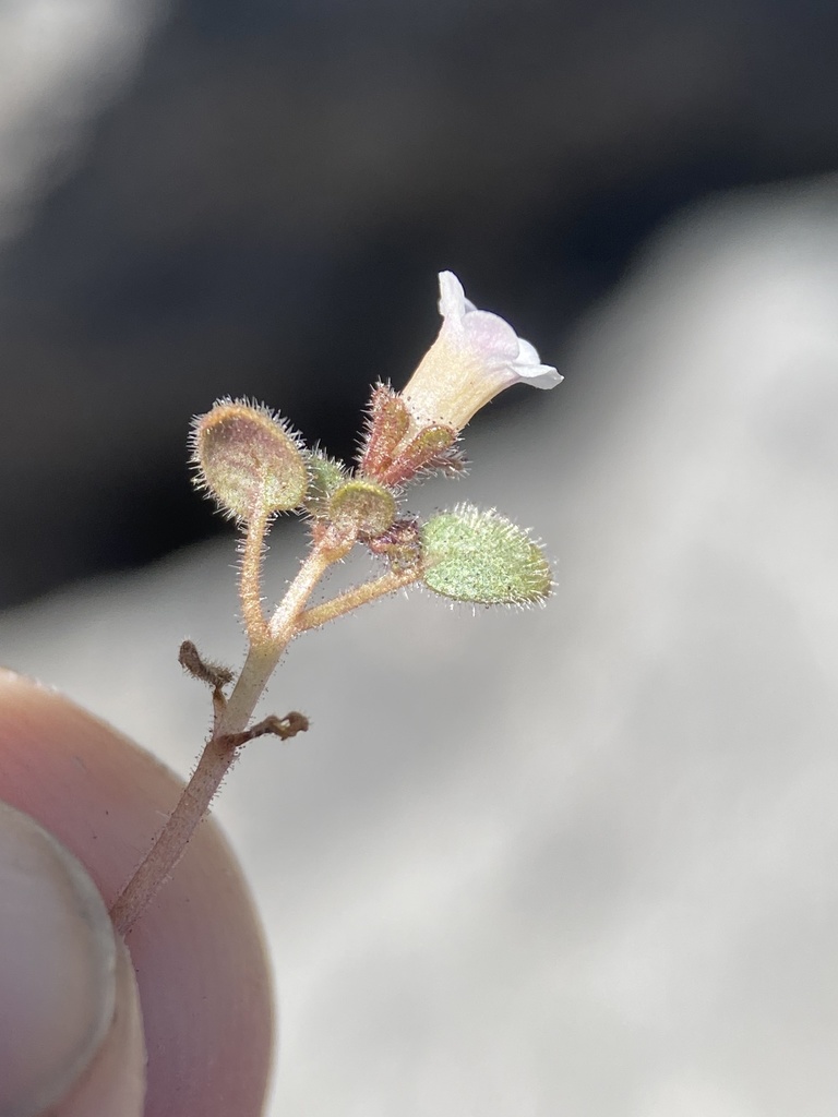 Phacelia barnebyana (Barneby's phacelia), native California herb