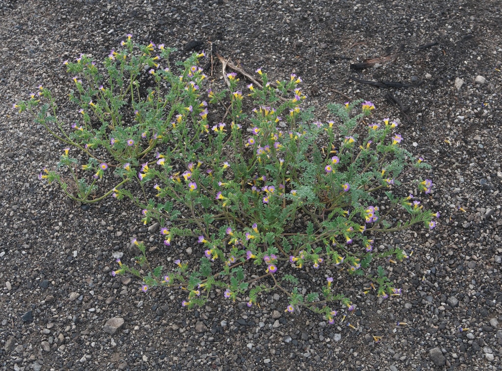 Phacelia bicolor (Twocolor phacelia), native California herb
