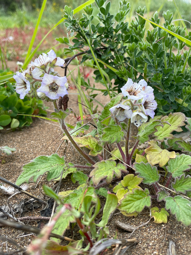 Phacelia bolanderi (Bolander's phacelia), native California herb