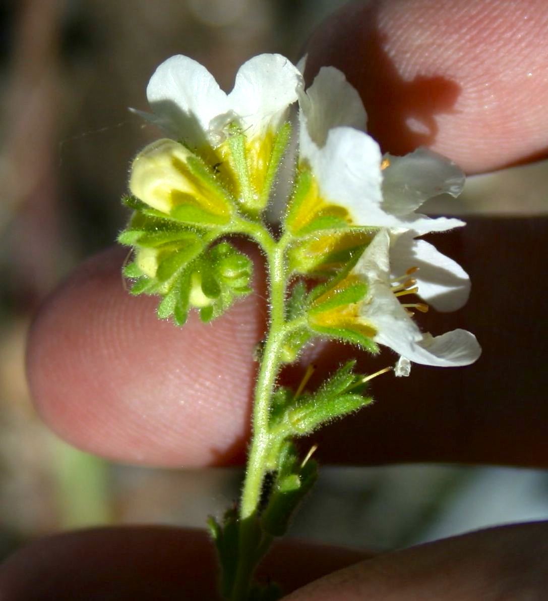 Phacelia brachyloba (Short lobed phacelia), native California herb