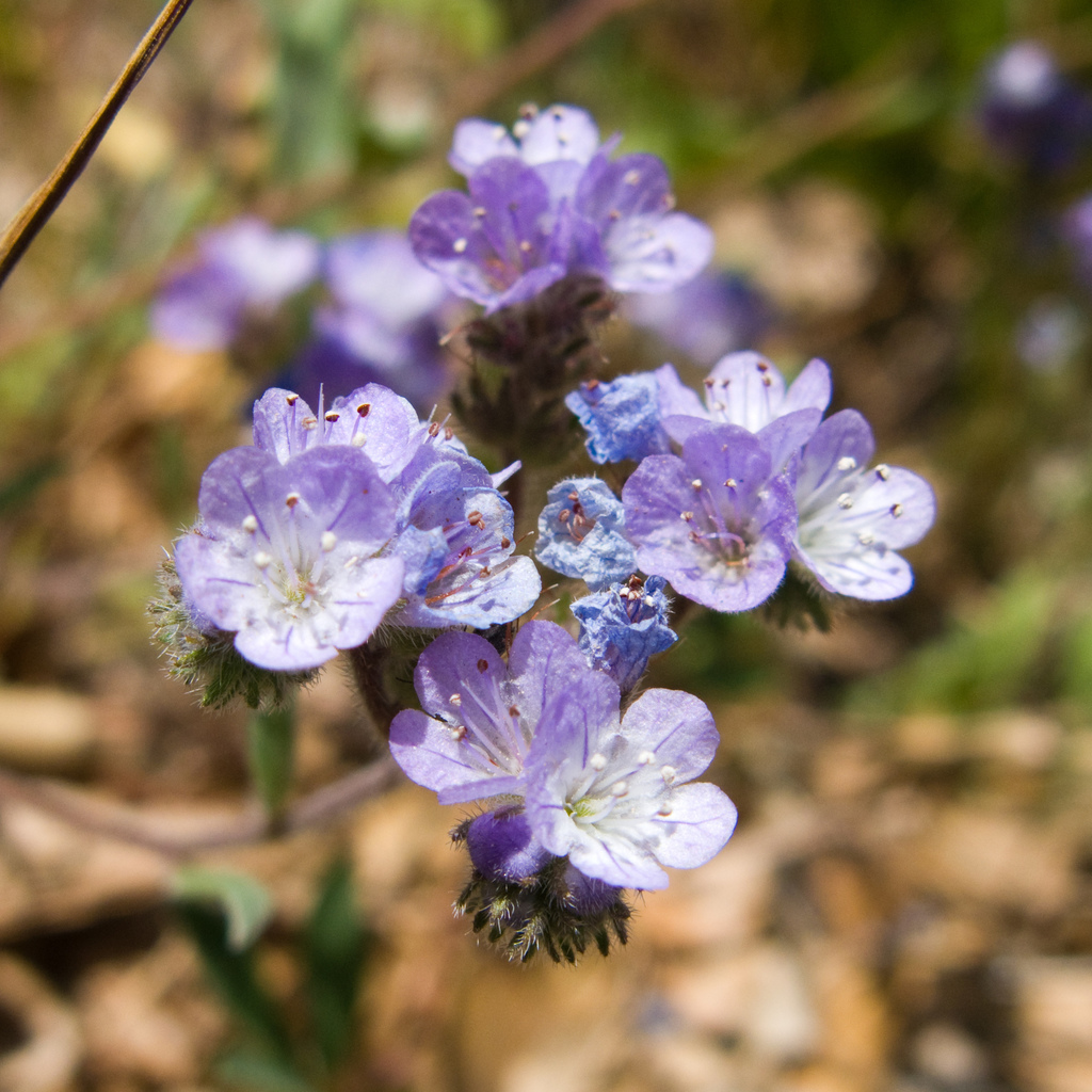 Phacelia breweri (Brewer's phacelia), native California herb