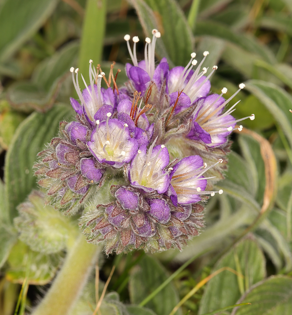 Phacelia californica (California phacelia), native California herb
