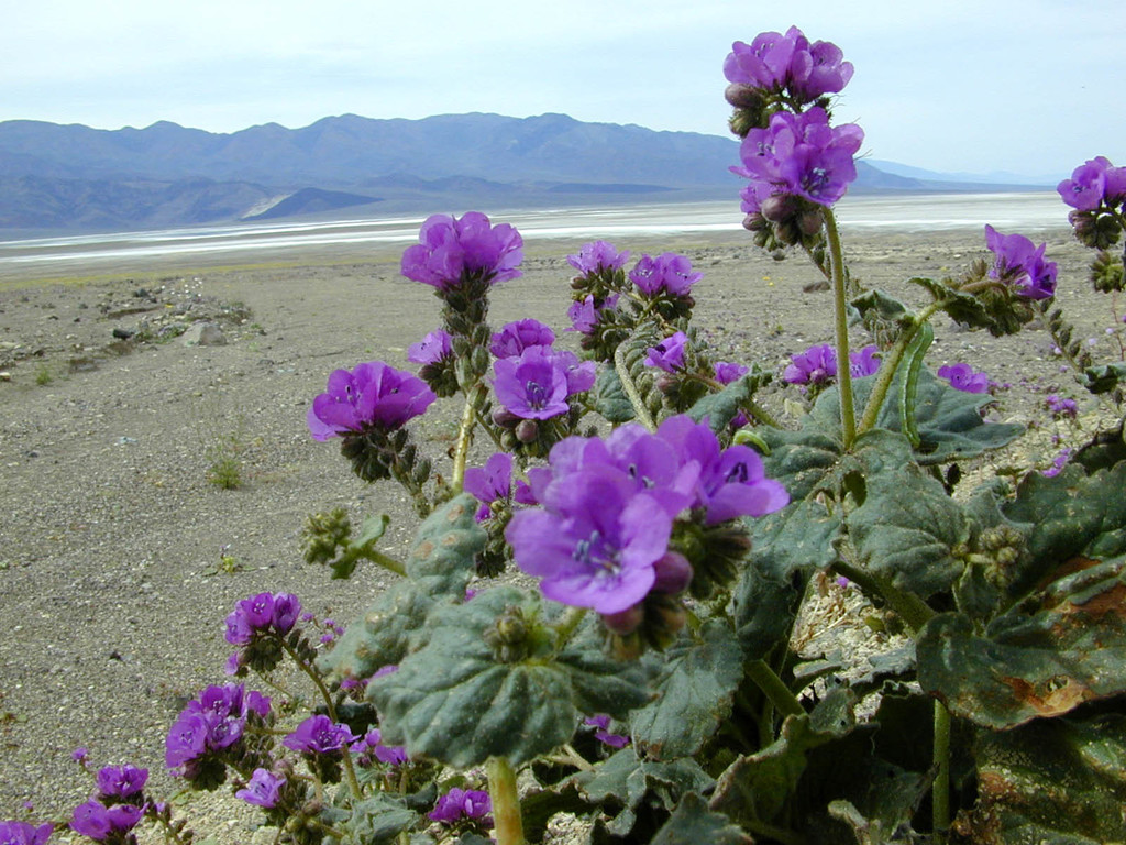 Phacelia calthifolia (Caltha leafed phacelia), native California herb