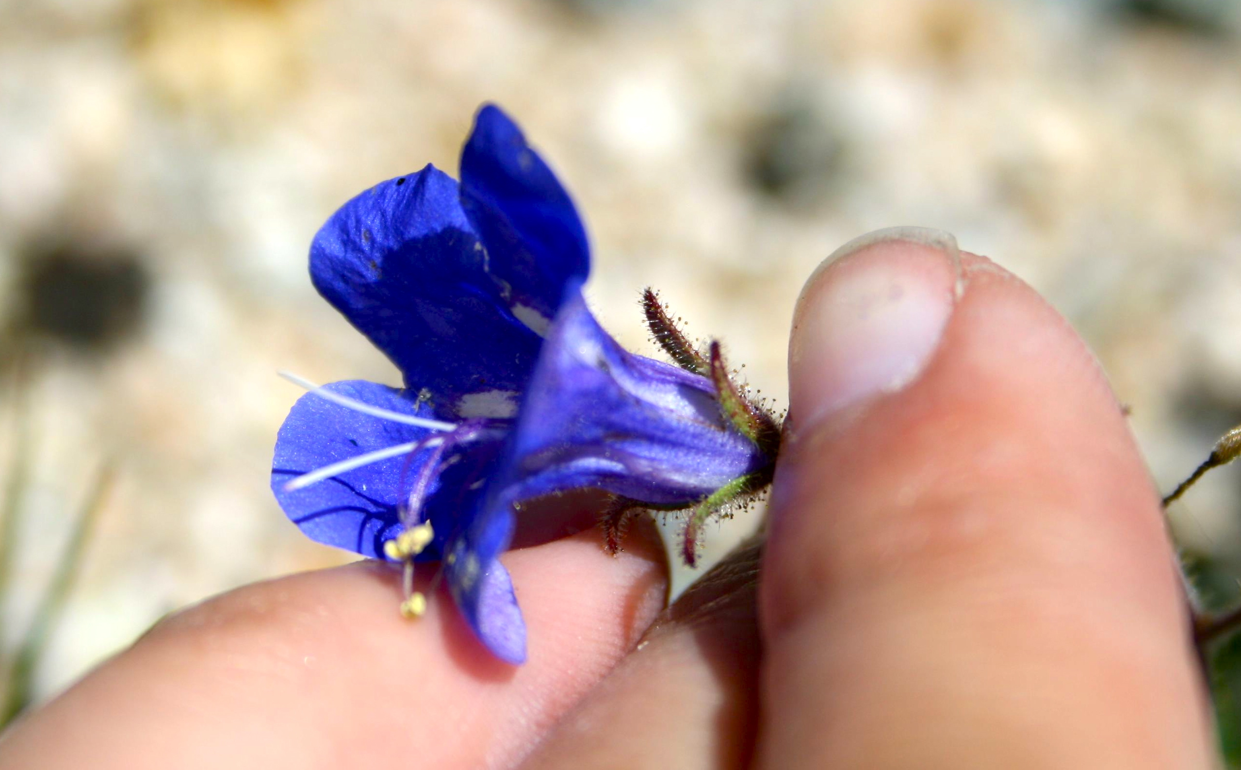 Phacelia campanularia — parent species of Phacelia campanularia var. vasiformis
