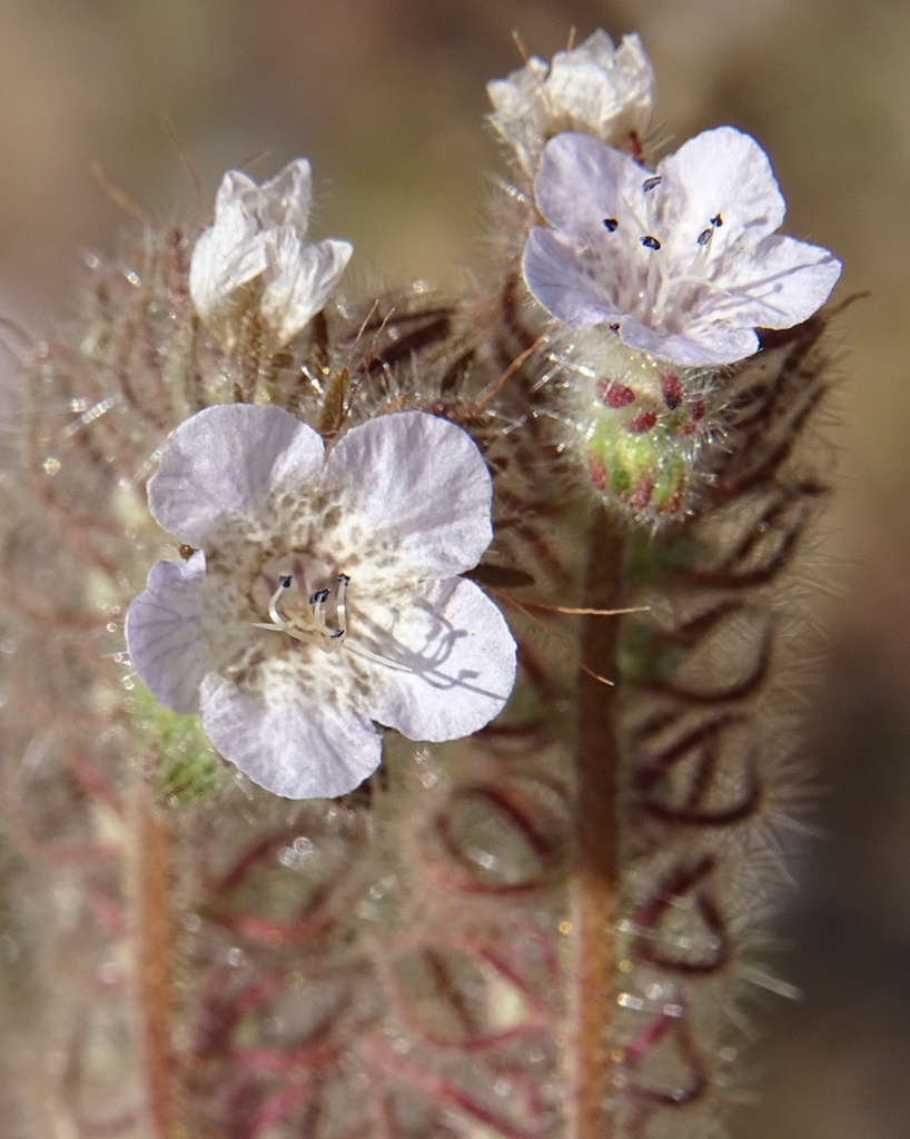 Phacelia cicutaria var. cicutaria (Caterpillar phacelia), native California herb