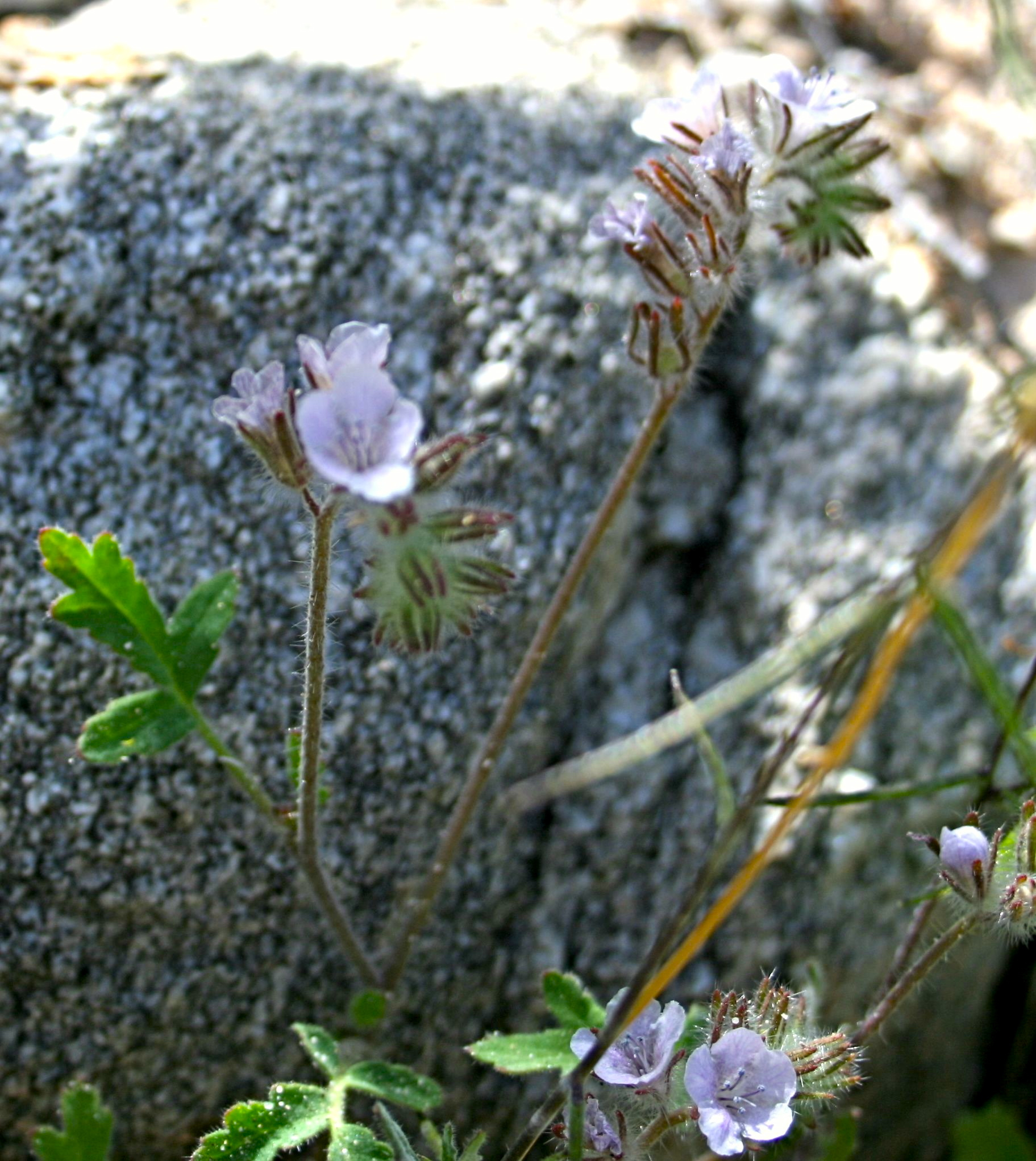 Phacelia cicutaria var. hispida (Caterpillar phacelia), native California herb