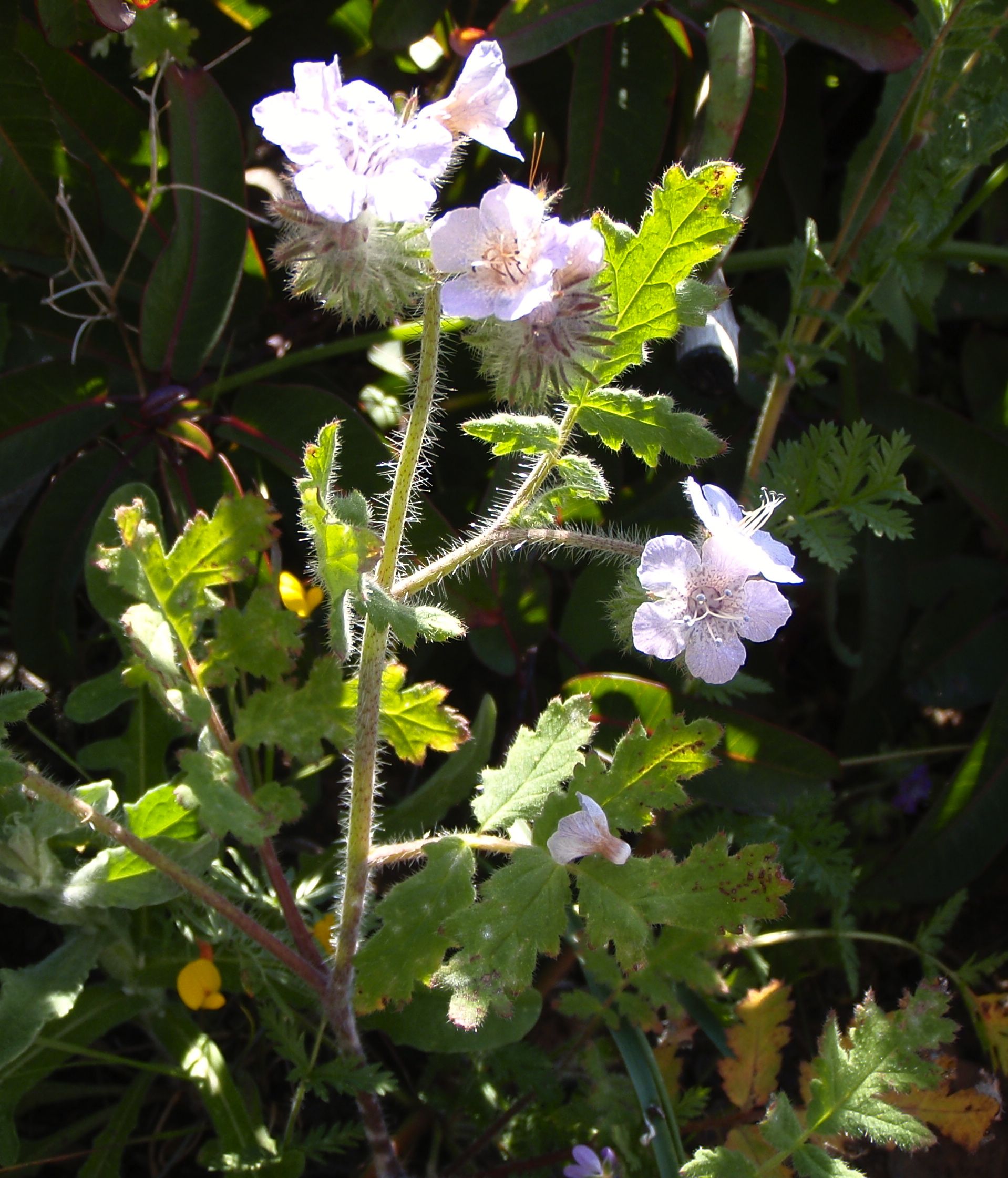 Phacelia cicutaria (Caterpillar phacelia), native California herb