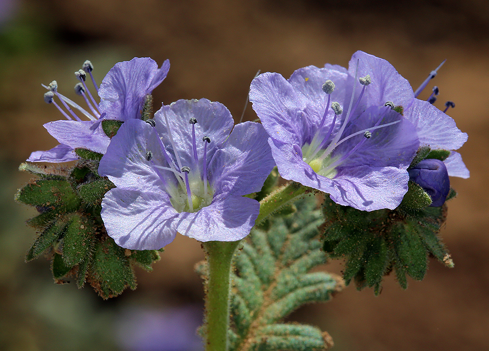 Phacelia ciliata var. opaca (Merced phacelia), California herb