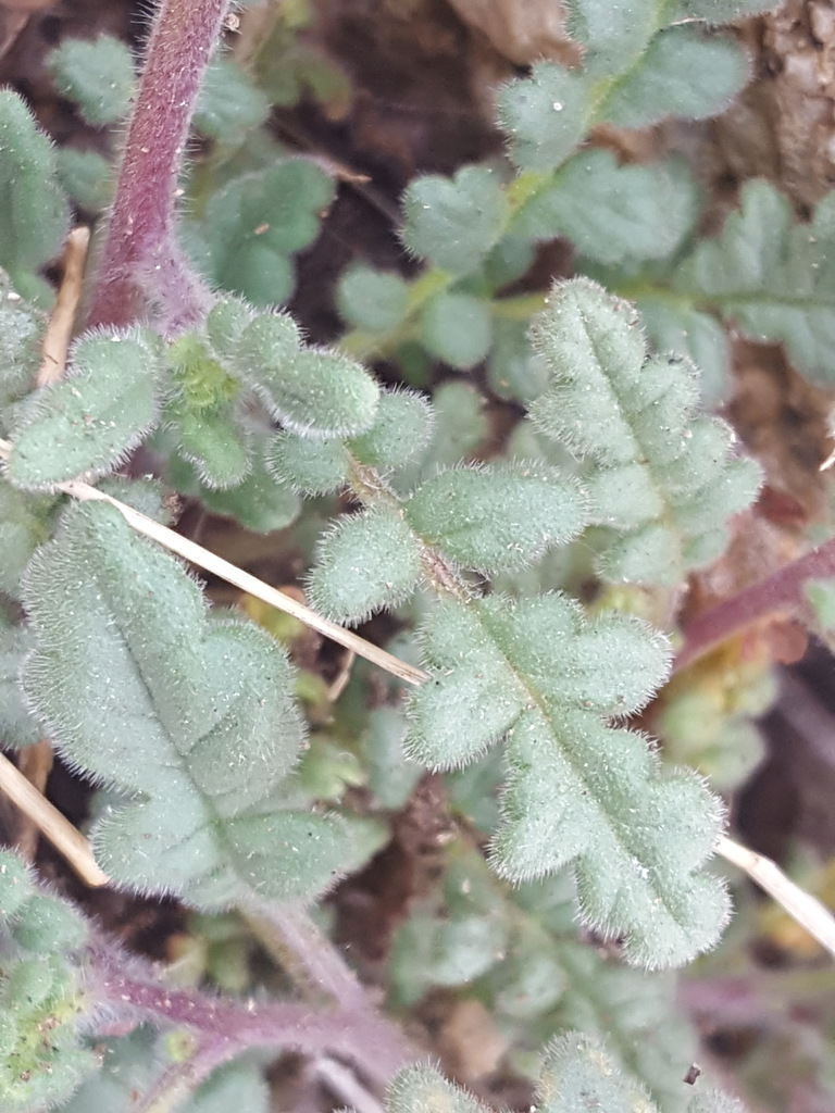 Phacelia coerulea (Sky-blue phacelia), native California herb